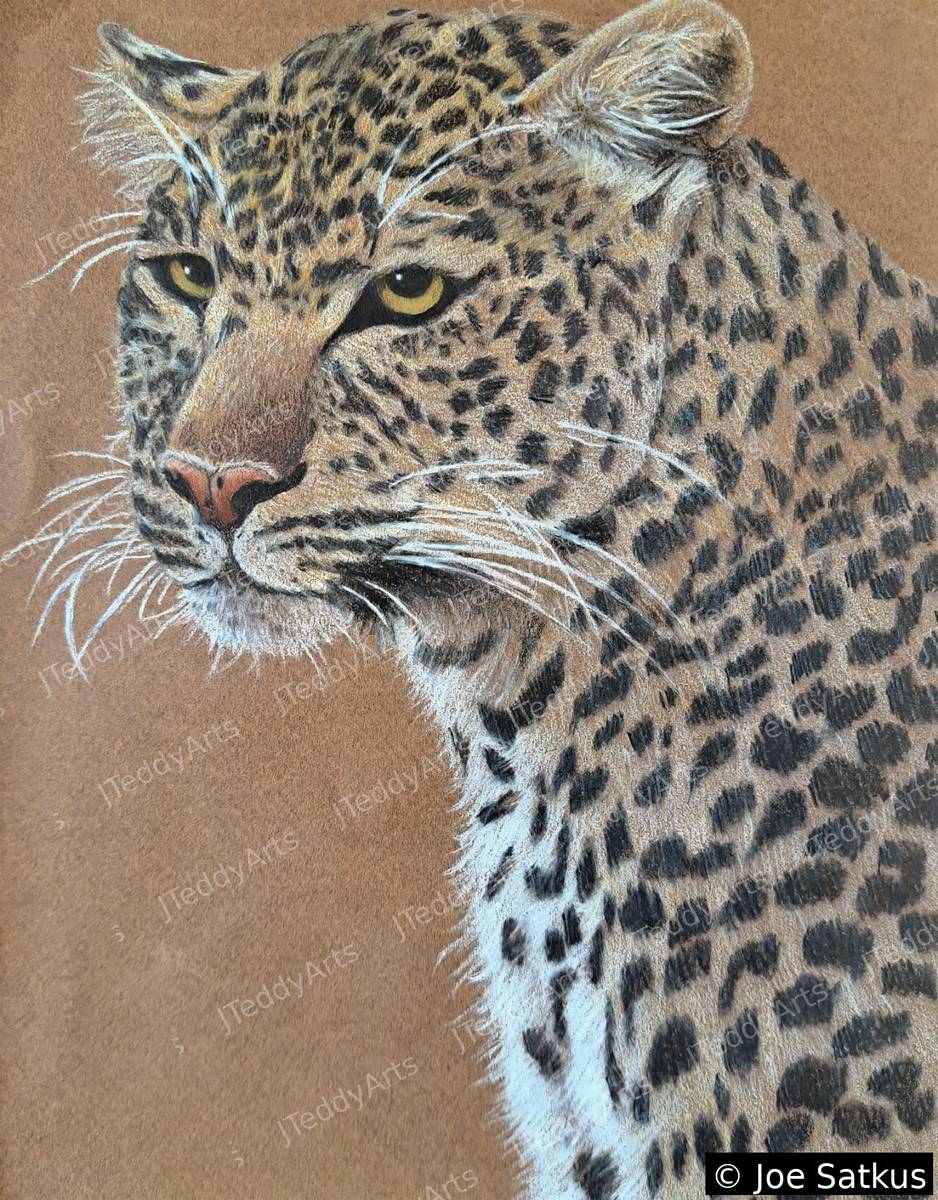 Cheetah, Prismacolor drawing of a cheetah head and shoulders