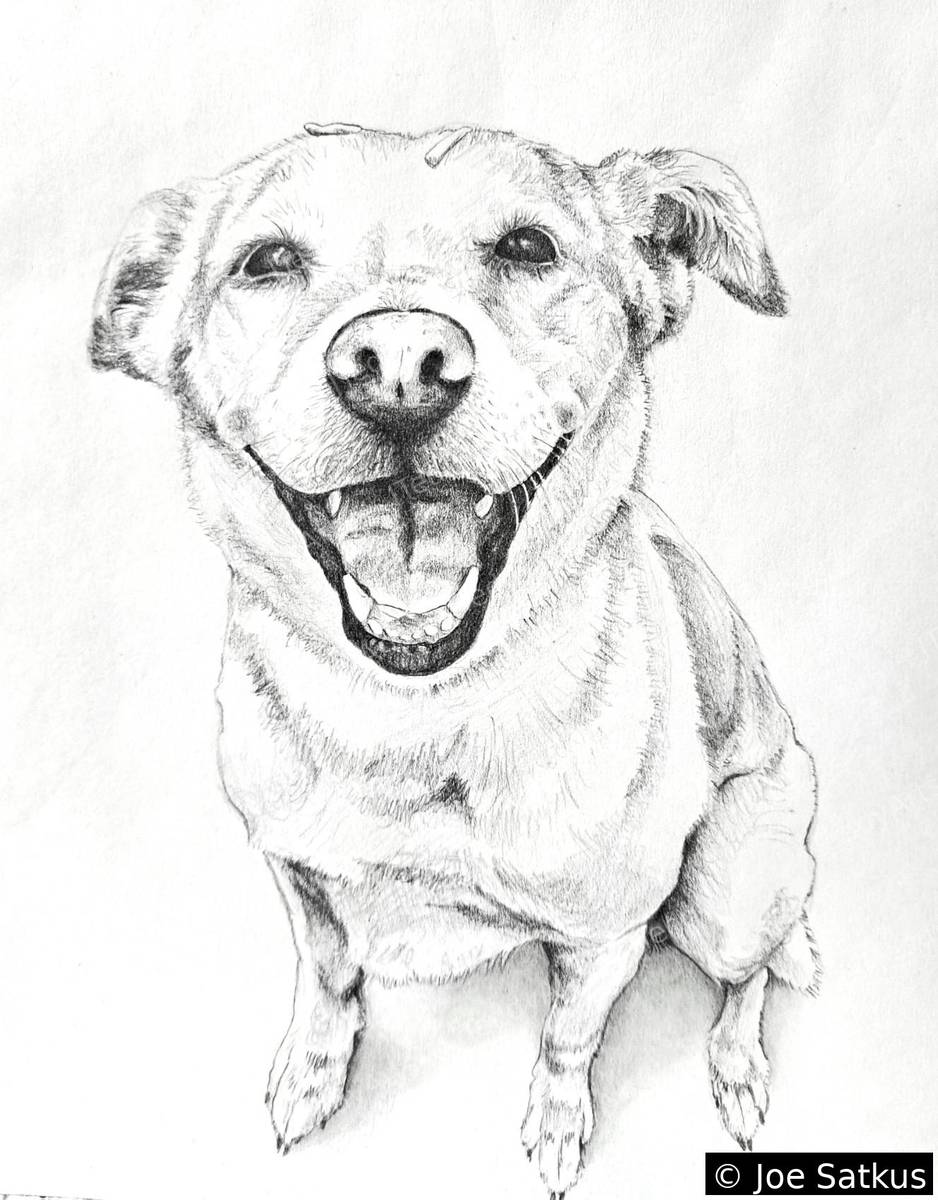 Portrait of Molly, pencil drawing of a smiling dog